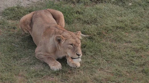 Lions in nature Stock Footage 29196186