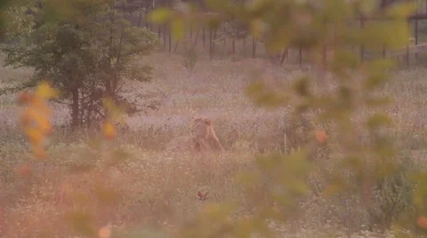 Lions in nature Stock Footage 29196207