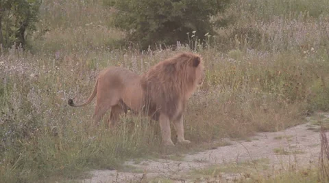 Lions in nature Stock Footage 29196219