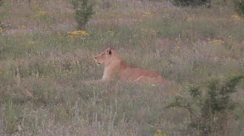 Lions in nature Stock Footage 29196251