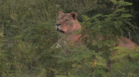Lions in nature Stock Footage 29196266