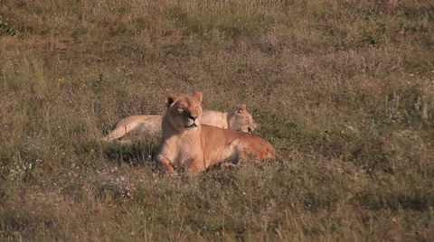 Lions in nature Stock Footage 29196267