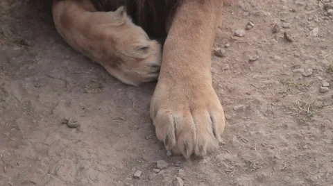 Lions in nature Stock Footage 29196278