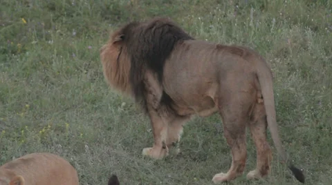 Lions in nature Stock Footage 29196281