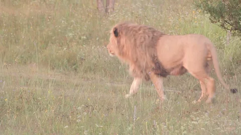 Lions in nature Stock Footage 29196283