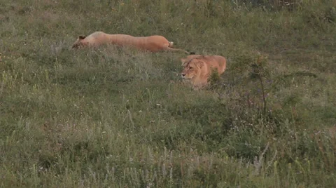 Lions in nature Stock Footage 29196292