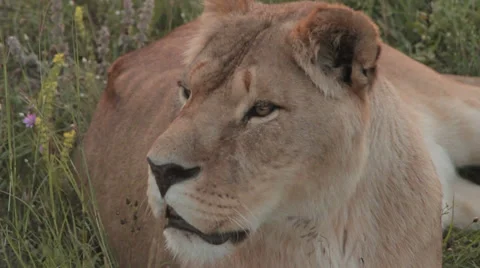 Lions in nature Stock Footage 29196305
