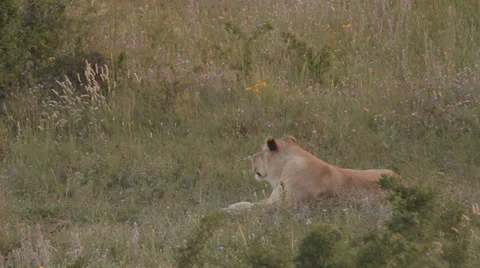 Lions in nature Stock Footage 29196323