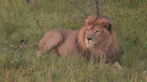 Lions in nature Stock Footage 29196338