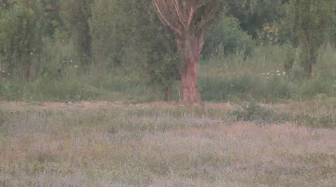 Lions in nature Stock Footage 29196339