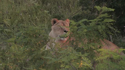 Lions in nature Stock Footage 29196354