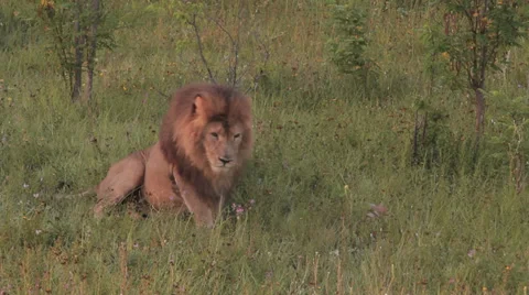 Lions in nature Stock Footage 29196382