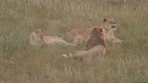 Lions in nature Stock Footage 29196398