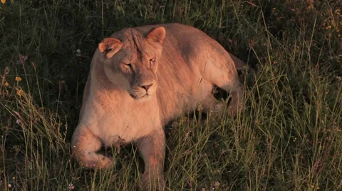 Lions in nature Stock Footage 29196435