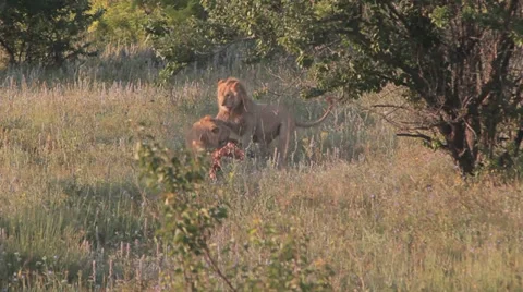 Lions in nature Stock Footage 29196446