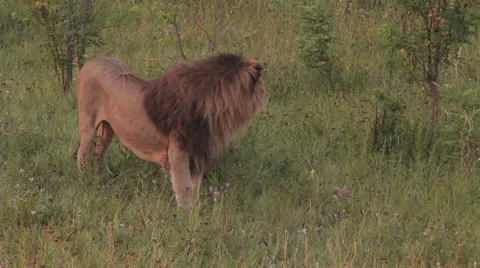 Lions in nature Stock Footage 29196458