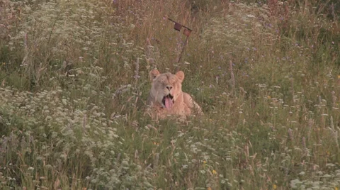 Lions in nature Stock Footage 29196513