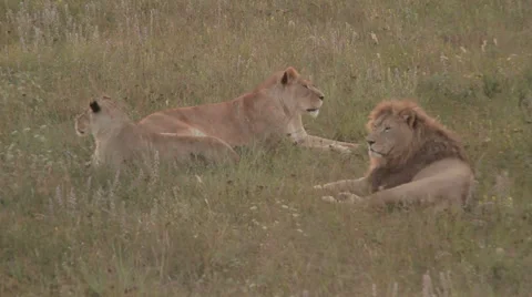 Lions in nature Stock Footage 29196516
