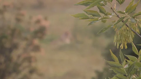 Lions in nature Stock Footage 29196551