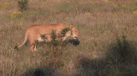 Lions in nature Stock Footage 29196552