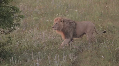 Lions in nature 스톡 동영상 29196555