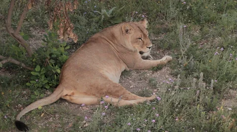 Lions in nature Stock Footage 29196566