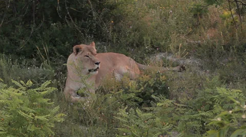 Lions in nature Stock Footage 29196567