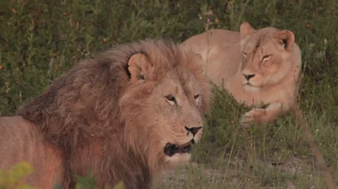 Lions in nature Stock Footage 29196619