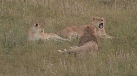 Lions in nature Stock Footage 29196630