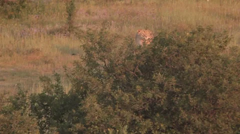 Lions in nature Stock Footage 29196635