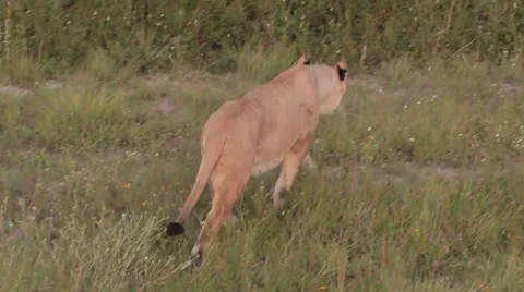 Lions in nature Stock Footage 29196642