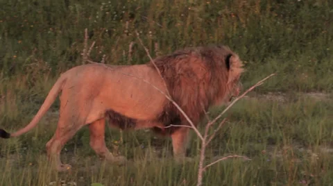 Lions in nature Stock Footage 29196645