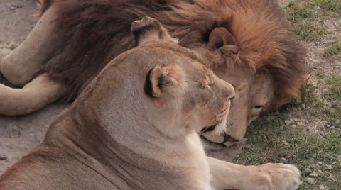 Lions in nature Stock Footage 29196646