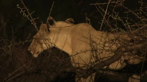 Lions at night Stock Footage 10811738