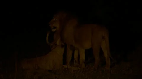Lions at night Stock Footage 12658465