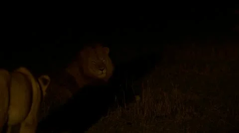 Lions at night Stock Footage 12658490