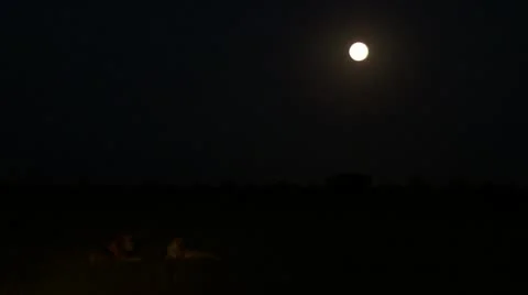 Lions at night in full moon Stock Footage 12658333