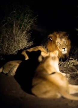 Lions at night Stock Photos