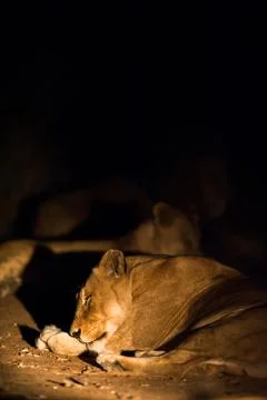 Lions at night Stock Photos