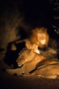 Lions at night 스톡 사진