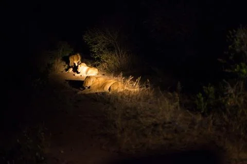Lions at night Stock Photos
