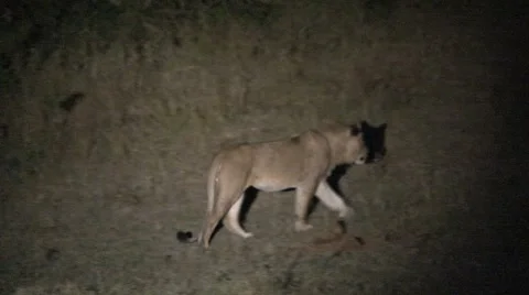 Lions at night walking away Stock Footage