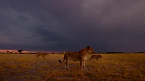 Lions in Okavango Delta explore area near sunset time Stock Footage 326001538