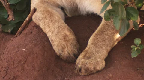 Lion's paw Video stock 22265067