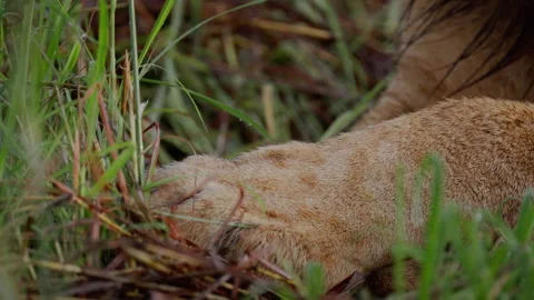 A lions paw on a grass Stock Footage 326065001
