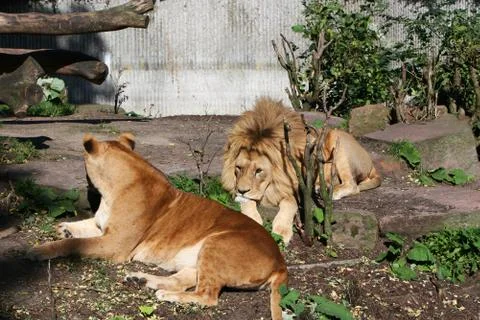 Lions Foto stock