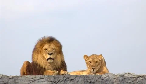 Lions Stock Photos
