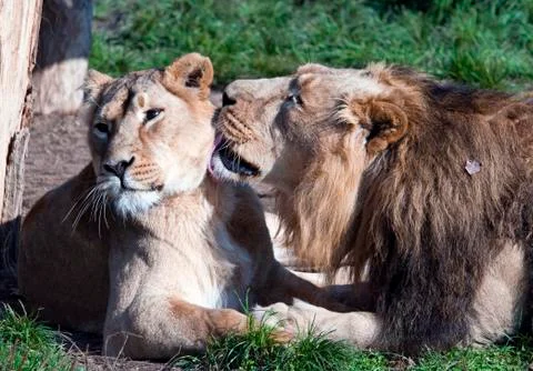 Lions Foto stock