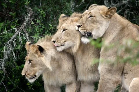 Lions Stock Photos