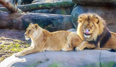 Lions Stock Photos
